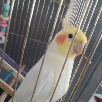 عروس هلندی نر گمشده