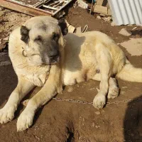 سگ ماده|سگ|صوفیان, |دیوار