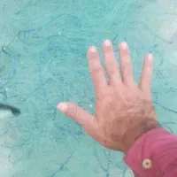 تفاحه