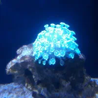 اکواریوم اب شور|ماهی|قزوین, |دیوار