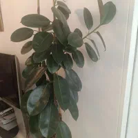 درختچه فیکوس سه شاخه