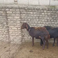 ۱رآس گوسفند قزل افشار لخت،شکم اول آبستن