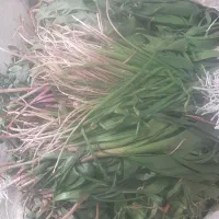 فروش بن سرخ تازه گنبو تازه کنگر ساق بلند