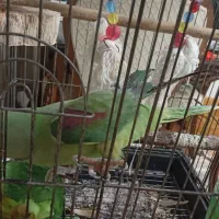 شاه طوطی ماده سن دو سال نیم