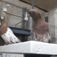 کله تاپ جفت|پرنده|اهواز, کوی صنایع|دیوار