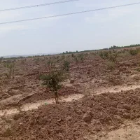 زمین دشت بجد|فروش دفتر صنعتی، کشاورزی، تجاری|بیرجند, |دیوار