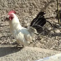 سه عدد خروس مینیاتوری|حیوانات مزرعه|پاکدشت, پاکدشت (مامازند)|دیوار