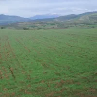 یک قطعه زمین زاراعی|فروش دفتر صنعتی، کشاورزی، تجاری|دیلمان, |دیوار