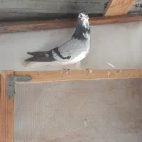 تعدادی دمگیر درجه یک|پرنده|اصفهان, پوریای ولی|دیوار