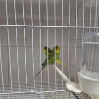 قناری . فنچ و مرغ عشق|پرنده|تربت‌حیدریه, شهرک ولیعصر|دیوار