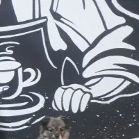 اشپیتز پامر