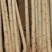 صنوبر نیگرا