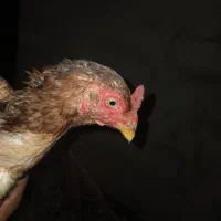 مرغ چابهاری