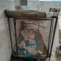 قفس پرنده و مرغ و خروس