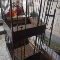 فروش قفس پرنده