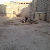 سگ پژدر