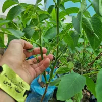 تولید و عرضه نهال گلدانی هلو کاردی|خدمات باغبانی و درختکاری|گرمی, |دیوار