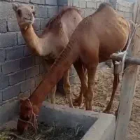 دو نفر کره نر دوسال نیم و دوسال