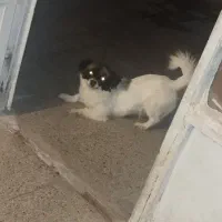 سگ شیتزو تریر|سگ|کرمانشاه, |دیوار