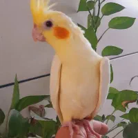 عروس هلندی ۲ماهه سالم سالم