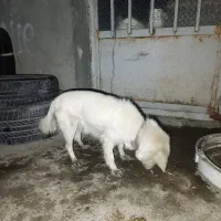 واگذاری سگ|سگ|ایذه, |دیوار