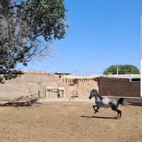 فروش اسب
