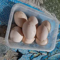 تخم مرغ لاری