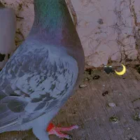 کبوتر مسافت بالا