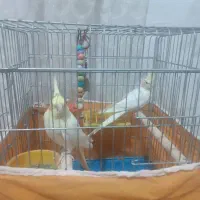 عروس هلندی|پرنده|نجفآباد, فردوسی|دیوار