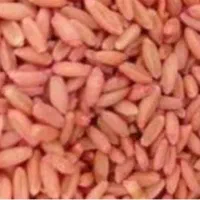 فروش گندم بوجاری