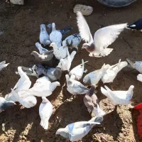 کفتر هفترنگ.|پرنده|دشتابی, |دیوار