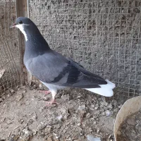 دمگیر|پرنده|اصفهان, خاتون‌آباد|دیوار