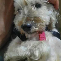 واگذاری سگ پاکوتاه شیتزو|سگ|اردبیل, |دیوار