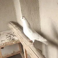 کفتر پرنده|پرنده|محمدیه-قزوین, |دیوار