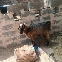 بز گوشتی|حیوانات مزرعه|ایرانشهر, |دیوار