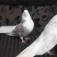 کبوتر پرشی تهرانی کله توپی|پرنده|هامون, |دیوار