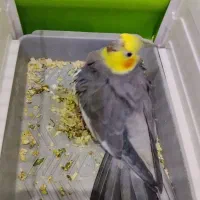 عروس هلندی نر بالغ|پرنده|گرمسار, |دیوار