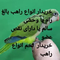 راهب بالغ|پرنده|تهران, تهرانپارس غربی|دیوار