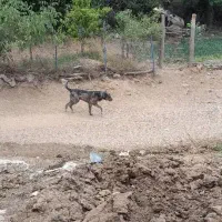 سگ سرابی .قد ۱ متر طول هم گردن دراز