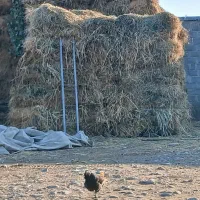 یونجه|حیوانات مزرعه|بران, |دیوار