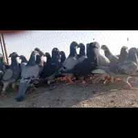 کبوتر