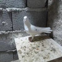 تهرانی زوردار|پرنده|سرپل ذهاب, |دیوار