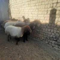 میش|حیوانات مزرعه|گلپایگان, |دیوار