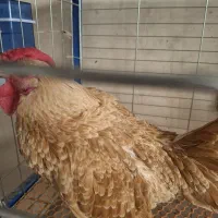 تخم مرغ نطفه دار سبرایت بوف