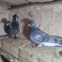 پلاکی|پرنده|لیلان, |دیوار