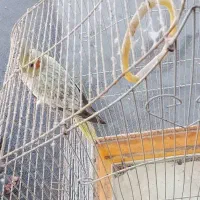 عروس هلندی|پرنده|بندرعباس, |دیوار