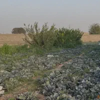 فروش-زمین