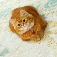 بریتیش گلد ماده