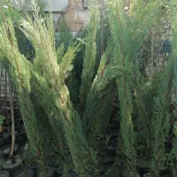 موسسه تولید به مصرف(گل)|خدمات باغبانی و درختکاری|رفسنجان, |دیوار