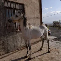 آموزش سوارکاری و پانسیون اسب